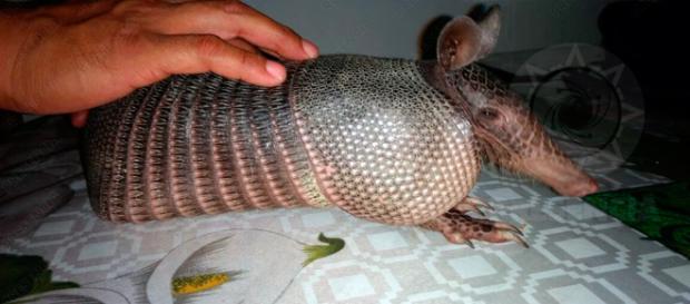 Revista Veterinaria Argentina » Armadillo- veterinariargentina.com Revista Veterinaria Argentina » Armadillo- veterinariargentina.com