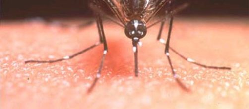 Investigadores encuentran el virus del Aedes Aegypti en las glándulas salivares del mosquito culex