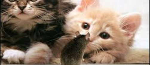 La gastritis parasitaria en gatos se debe a un parásito transmitido por el consumo de los hospedadores intermediarios