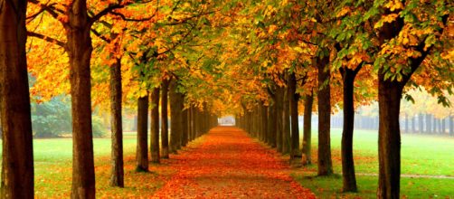 Olvídese de cuidar la salud cuando las hojas comiencen a caer en pleno otoño