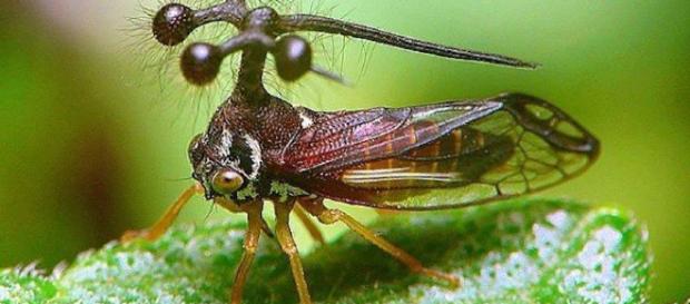 Insectos que nadie creería que son reales. - NoCreasNada - nocreasnada.com Insectos que nadie creería que son reales. - NoCreasNada - nocreasnada.com