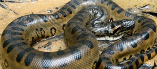 La Anaconda es considerada la serpiente más grande del mundo y esto ha inspirado historias fabulosas sobre esta especie