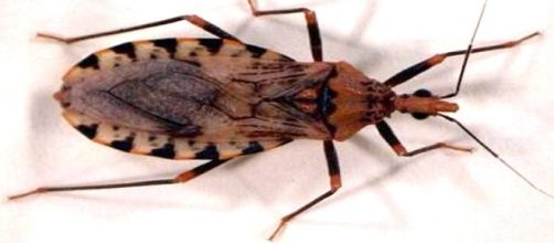 'El mal de Chagas': tripanosomosis americana