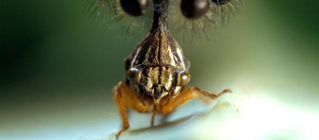 Globular Bocydium brasileño, el insecto marciano | Insectos ... - pinterest.es Globular Bocydium brasileño, el insecto marciano | Insectos ... - pinterest.es