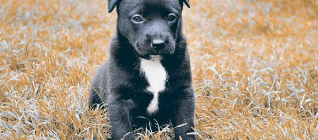 Por qué se hace sus necesidades mi perro en casa? - mundoperros.es Por qué se hace sus necesidades mi perro en casa? - mundoperros.es