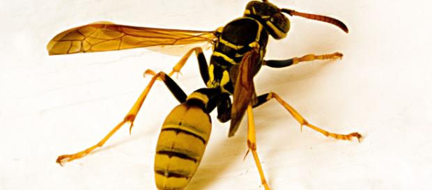 Un avispado uso del olfato de la avispa | Quilo de Ciencia - blogspot.com Un avispado uso del olfato de la avispa | Quilo de Ciencia - blogspot.com