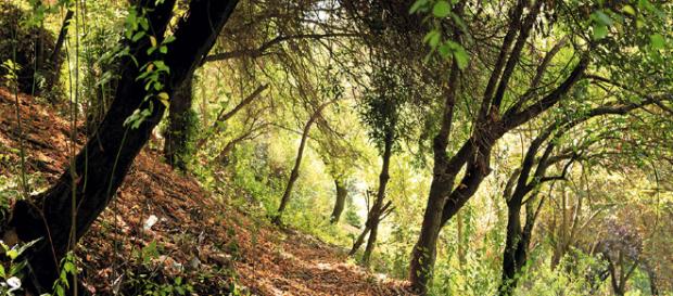 Un baño de bosque para eliminar el estrés - Revista Mujer - revistamujer.cl Un baño de bosque para eliminar el estrés - Revista Mujer - revistamujer.cl