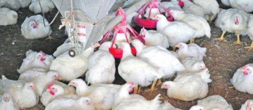 Dejemos atrás la falsa creencia sobre el uso de hormonas en la cría de pollos