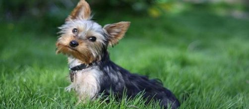 La enfermedad puede afecta a perros en crecimiento y principalmente de razas miniatura