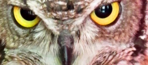 Búho, alondra o colibrí? : la fauna del sueño. – Dormir mejor - dormirmejor.es Búho, alondra o colibrí? : la fauna del sueño. – Dormir mejor - dormirmejor.es