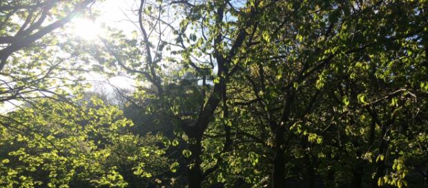 Recent study estimates that parks and green spaces save the NHS approximately £111 million per year (Photo credit: Helen Redman) Recent study estimates that parks and green spaces save the NHS approximately £111 million per year (Photo credit: Helen Redman)