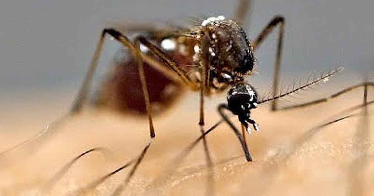 10 Reasons Mosquitoes Bite Some People But Not Others 5814