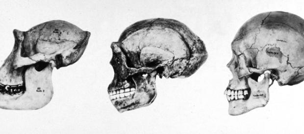 Evoluzione del cervello: un nuovo studio spiega l'intelligenza sociale - lifegate.it Evoluzione del cervello: un nuovo studio spiega l'intelligenza sociale - lifegate.it