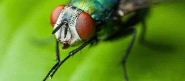 Por qué las moscas se frotan las patas: Conoce las razones - hablemosdeinsectos.com Por qué las moscas se frotan las patas: Conoce las razones - hablemosdeinsectos.com