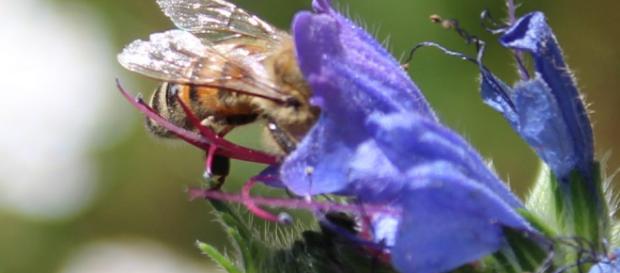 el uso de una herramienta de imágenes para evaluar la biodiversidad es más efectivo que los métodos tradicionales el uso de una herramienta de imágenes para evaluar la biodiversidad es más efectivo que los métodos tradicionales