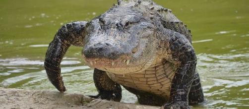Florida woman body parts founf in alligator - Image credit - Clément Bardot | Wikimedia