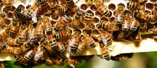 Su 'Science': 'Le api sono in grado di rappresentare e interpretare il concetto di zero'.