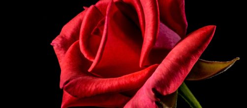 This week's episode of 'The Bachelorette' ends with no rose ceremony. - [Photo via Pixa Here / Creative Commons]