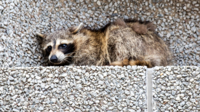 Usa, procione scala grattacielo del Minnesota.