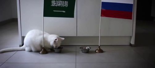 Achilles the 'psychic cat' lives in St. Petersburg, Russia and will be making 2018 FIFA World Cup predictions. - [ESPN UK / YouTube screencap]