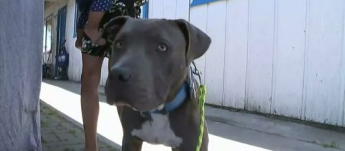 Un pitbull ha salvato un bimba di sette mesi da un incendio in California