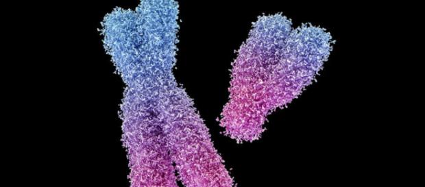 La combinazione dei cromosomi XY definisce i maschi, a renderlo possibile sono dei piccoli frammenti genici (via Science - Maurizio De Angelis) La combinazione dei cromosomi XY definisce i maschi, a renderlo possibile sono dei piccoli frammenti genici (via Science - Maurizio De Angelis)