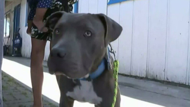 Un pitbull ha salvato un bimba di sette mesi da un incendio in California