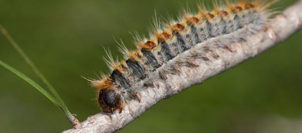 Lepidoptera around Romania and not only » Thaumetopoea pityocampa ... - nature4stock.com Lepidoptera around Romania and not only » Thaumetopoea pityocampa ... - nature4stock.com