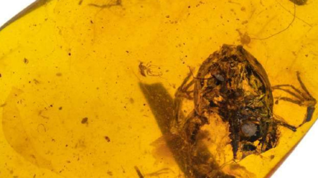Ritrovata nell'ambra la rana pi&ugrave; antica che abbia mai popolato la foresta pluviale