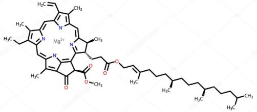 La formola di struttura di una molecola di clorofilla.