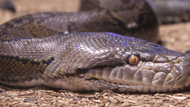 Indonesia, una donna &egrave; stata inghiottita nel ventre di un pitone lungo sette metri.