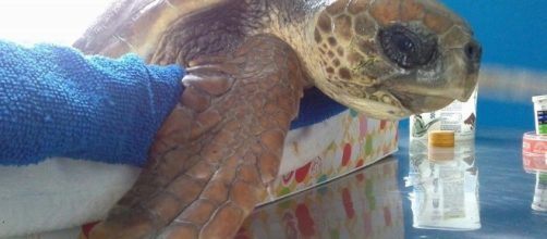 Un'immagine di Caretta Caretta