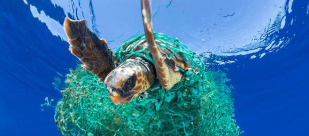 Great Pacific Garbage Patch weighs more than 43,000 cars and is ... - pbs.org Great Pacific Garbage Patch weighs more than 43,000 cars and is ... - pbs.org