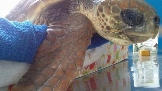 Un'immagine di Caretta Caretta