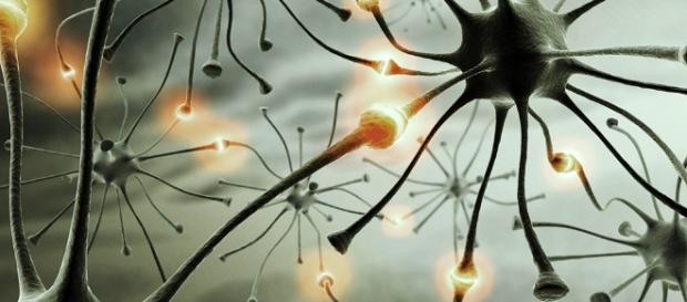 Las neuronas están implicadas en la comunicación del cerebro. Public Domain. Las neuronas están implicadas en la comunicación del cerebro. Public Domain.