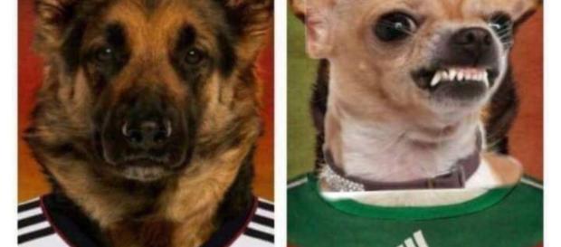somos bestias tratando de ser humanos somos bestias tratando de ser humanos