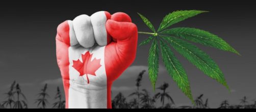 Canada legalizza marijuana per uso ricreativo: ok del Parlamento.