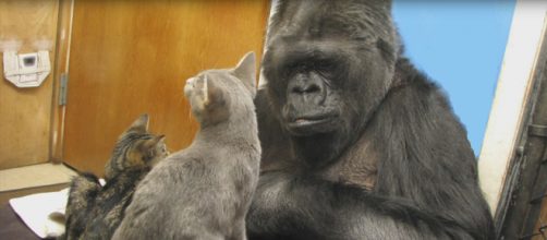 Koko aveva una passione speciale per i gattini