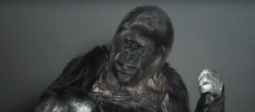 Koko è morta. Addio alla gorilla con il quoziente intellettivo di un uomo