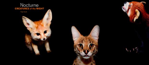 Los animales se hacen nocturnos para no coincidir con los humanos Los animales se hacen nocturnos para no coincidir con los humanos