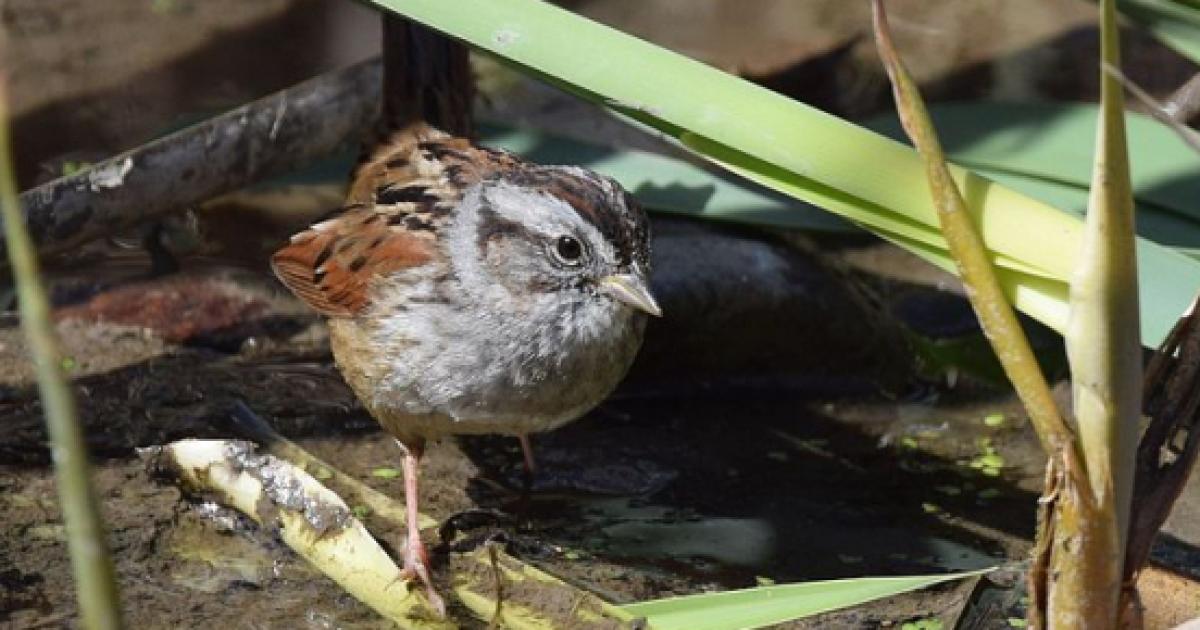 Swamp sparrows sing songs of their predecessors for