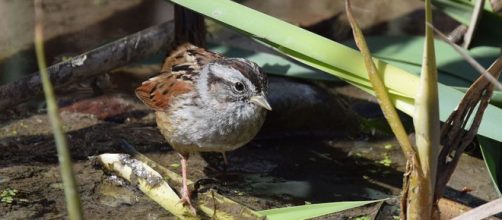 Swamp Sparrow in Carondelet Park, St. Louis, Missouri (Image courtesy – Andy Reago and Chrissy McClarren, Wikimedia Commons)