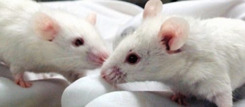 Un topo maschio subisce un'inversione del sesso se manca la sequenza Enh13 nel DNA.