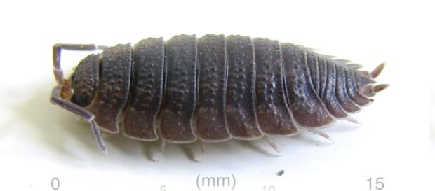File:Porcellio scaber (AU)-left 01.jpg - Wikimedia Commons - wikimedia.org File:Porcellio scaber (AU)-left 01.jpg - Wikimedia Commons - wikimedia.org