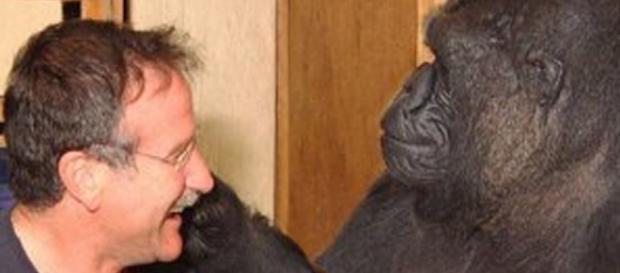 La Gorila Koko llora al conocer muerte de Robin Williams La Gorila Koko llora al conocer muerte de Robin Williams