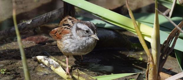 Swamp Sparrow in Carondelet Park, St. Louis, Missouri (Image courtesy – Andy Reago and Chrissy McClarren, Wikimedia Commons) Swamp Sparrow in Carondelet Park, St. Louis, Missouri (Image courtesy – Andy Reago and Chrissy McClarren, Wikimedia Commons)