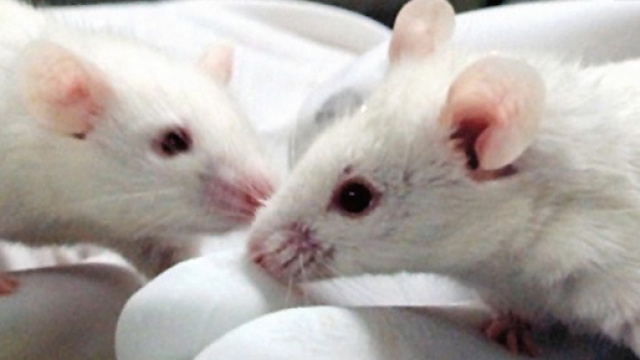 Un topo maschio subisce un'inversione del sesso se manca la sequenza Enh13 nel DNA.