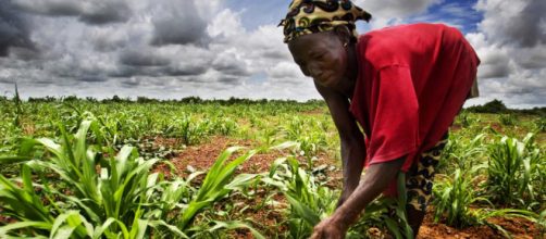 Cameroun : ouverture du Salon de l'agriculture consacré à la ... - rfi.fr