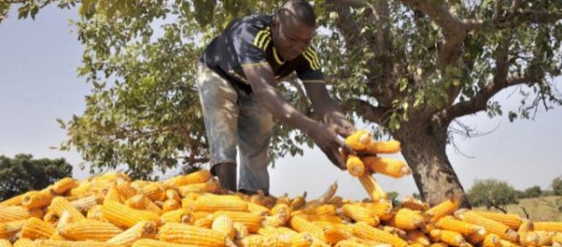 L'Afrique et ses terroirs: une nouvelle histoire - RFI - rfi.fr L'Afrique et ses terroirs: une nouvelle histoire - RFI - rfi.fr