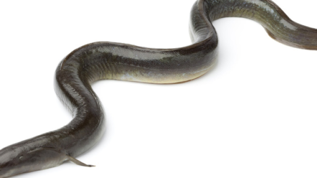 Anguilla a rischio nei fiumi europei.